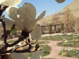 magnolia-at-red-butte-gardens